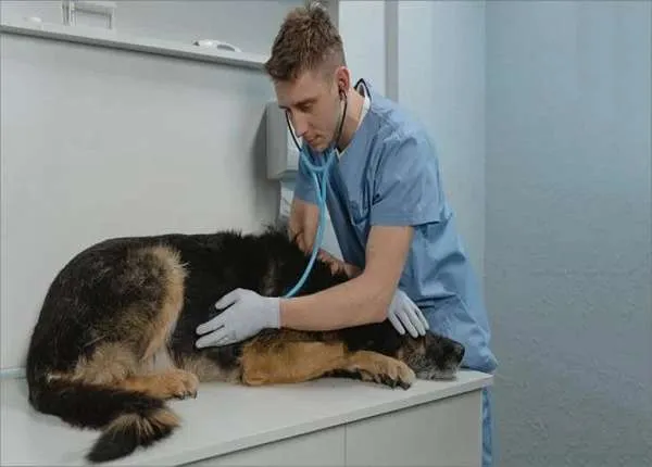وظائف خاليه طبيب بيطري