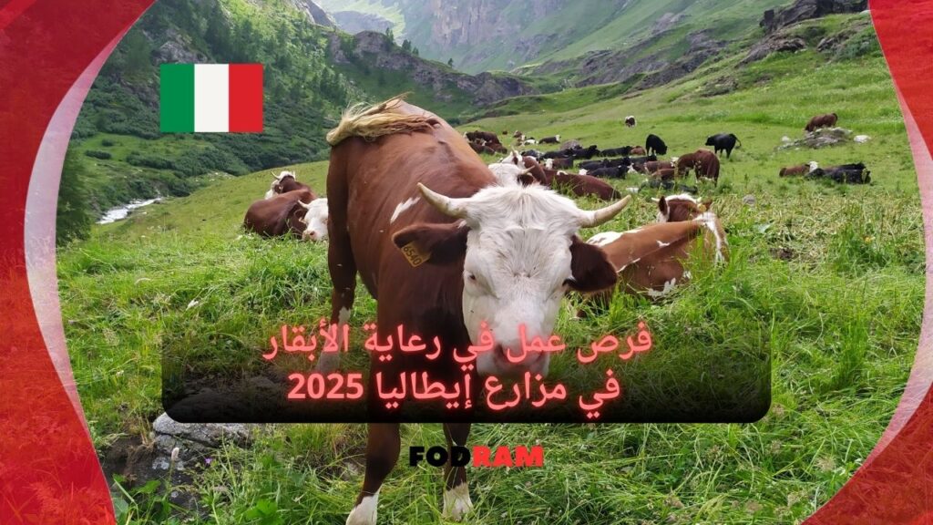عمل في رعاية الأبقار في مزارع إيطاليا
