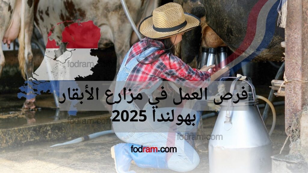 فرص العمل في مزارع الأبقار بهولندا 2025