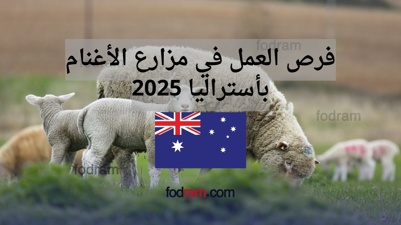 فرص العمل في مزارع الأغنام بأستراليا